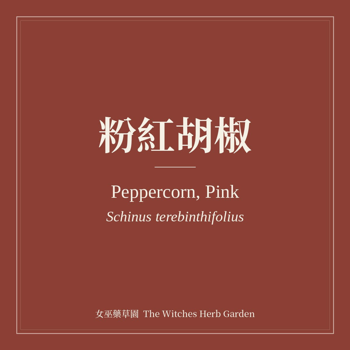 Peppercorn, Pink Schinus terebinthifolius