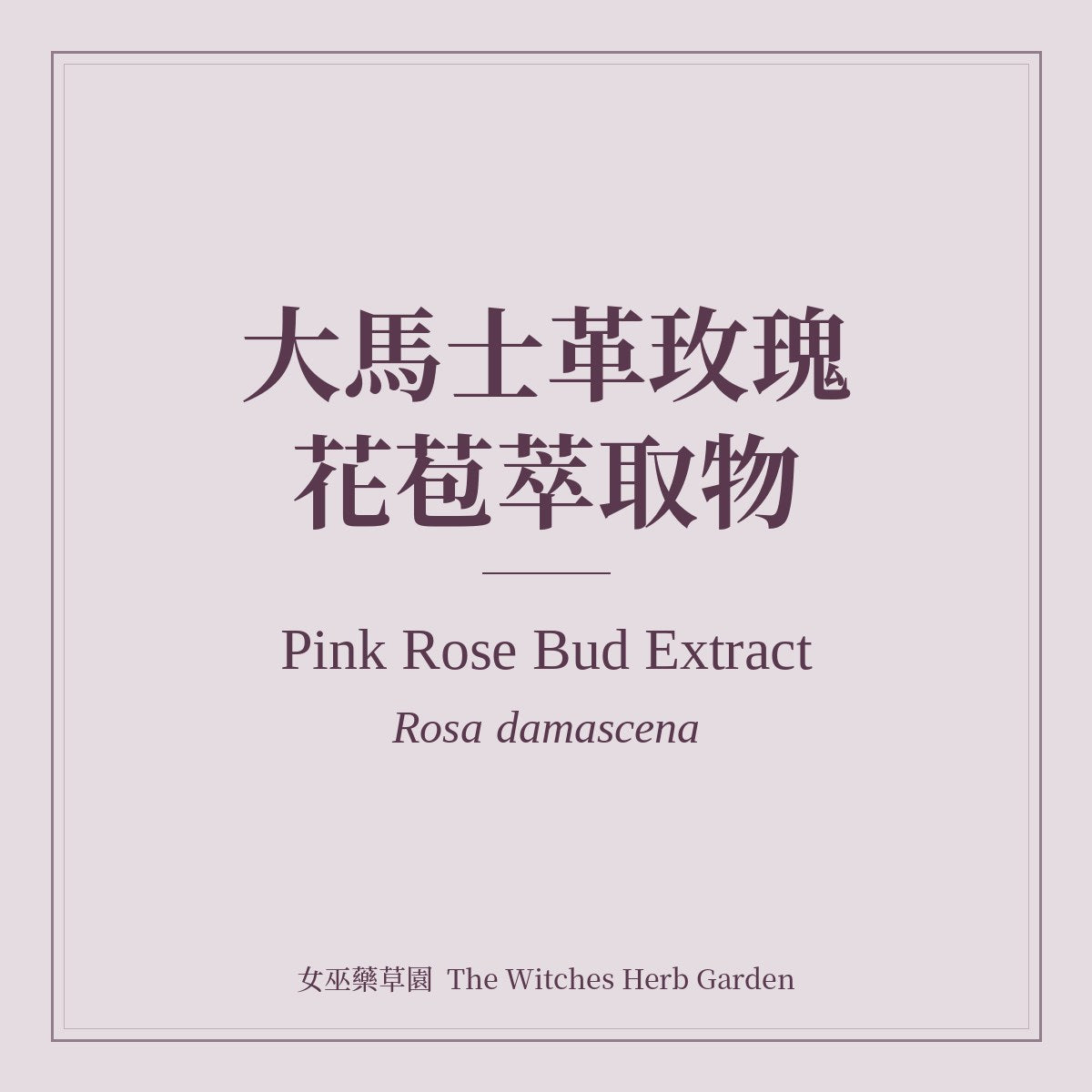Pink Rose Bud Extract 大馬士革玫瑰花苞萃取物 Rosa damascena