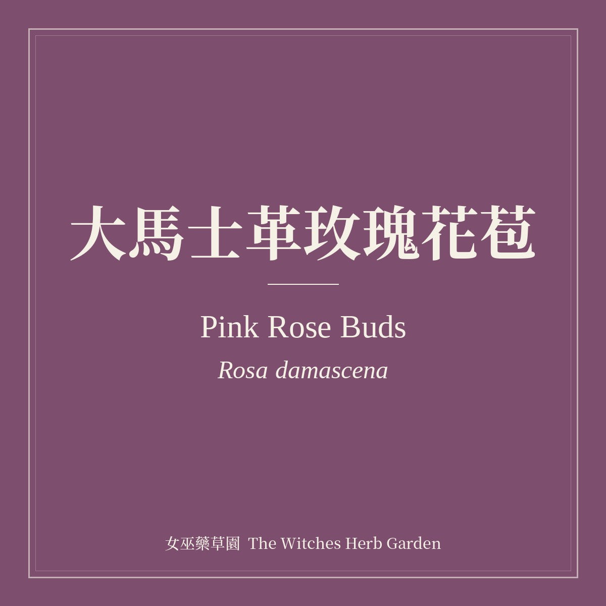 Pink Rose Buds 大馬士革玫瑰花苞 Rosa damascena