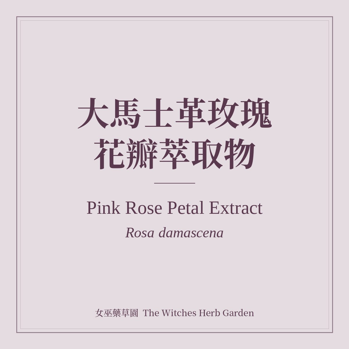 Pink Rose Petal Extract 大馬士革玫瑰花瓣萃取物 Rosa damascena