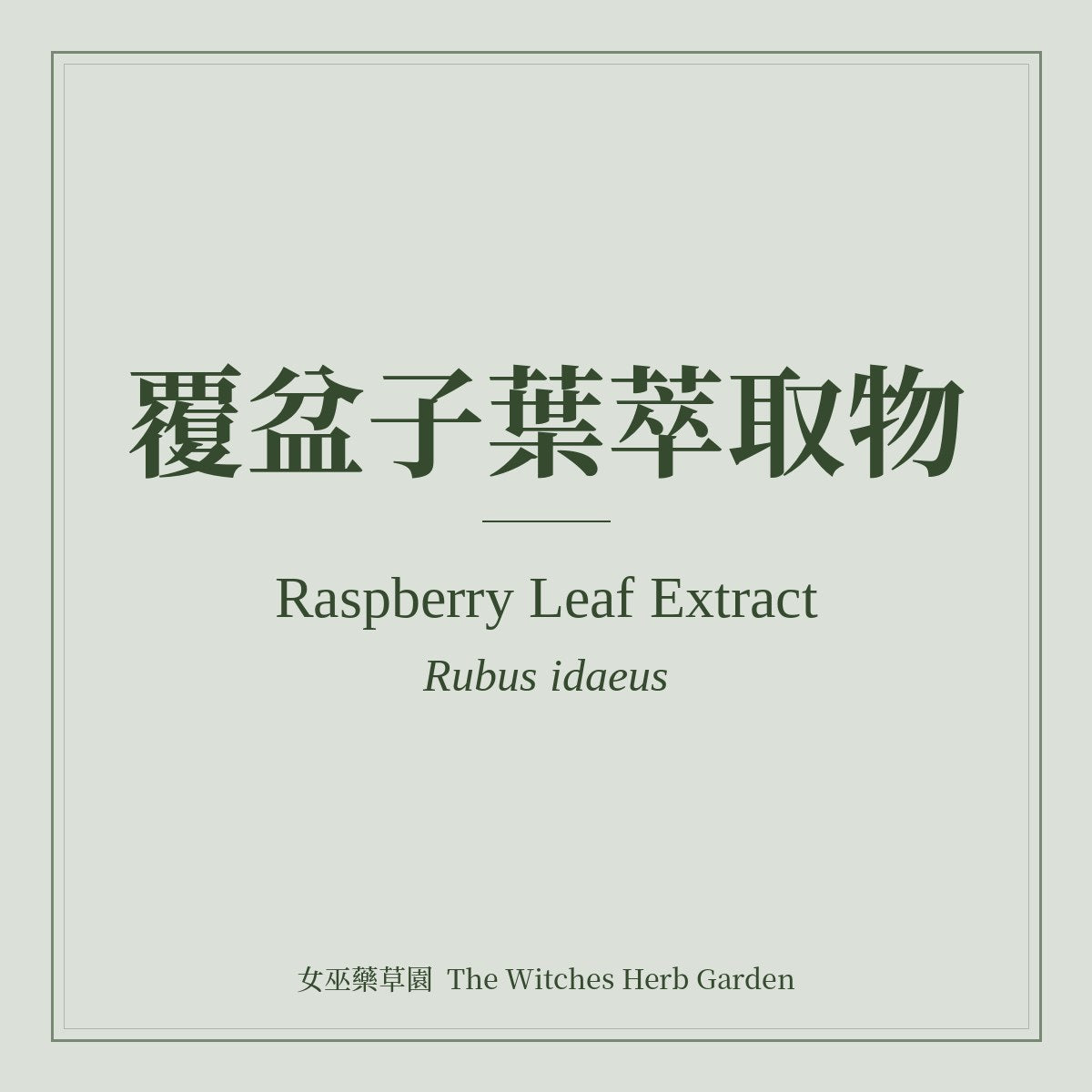 Raspberry Leaf Extract Rubus idaeus