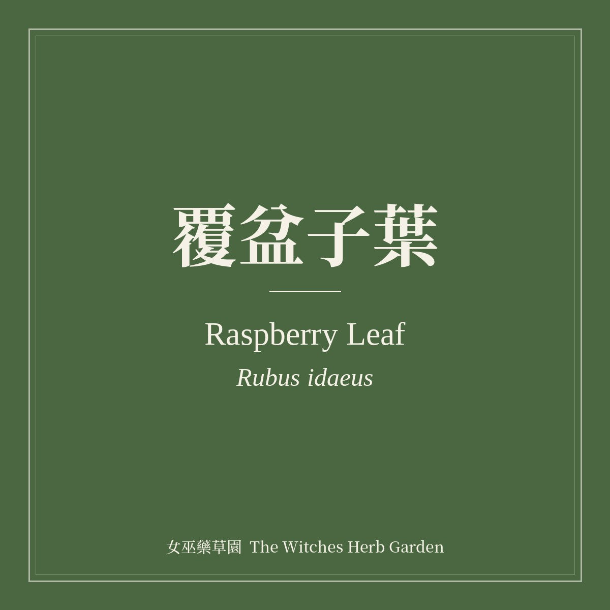 Raspberry Leaf Rubus idaeus