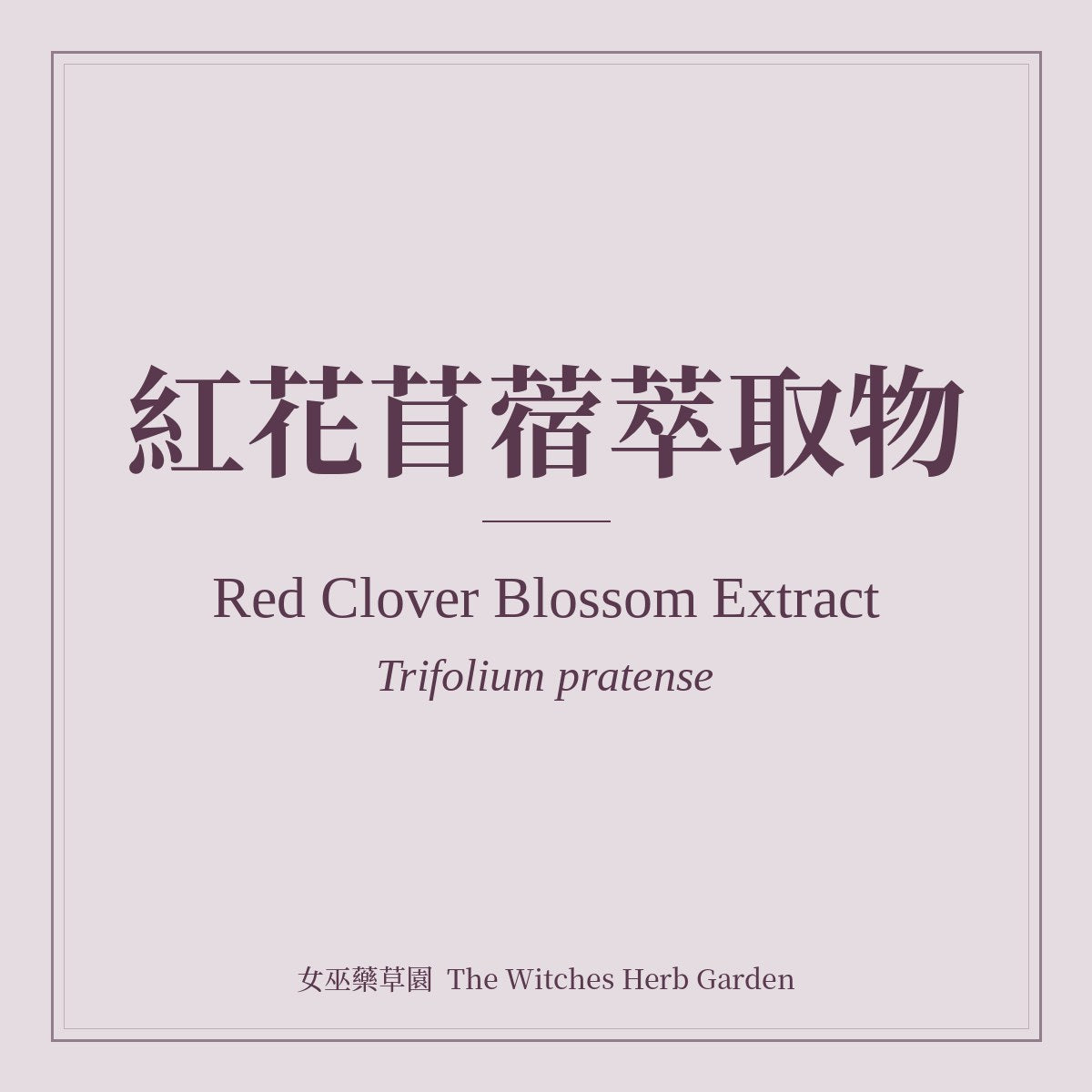 Red Clover Blossom Extract 紅花苜蓿萃取物 Trifolium pratense