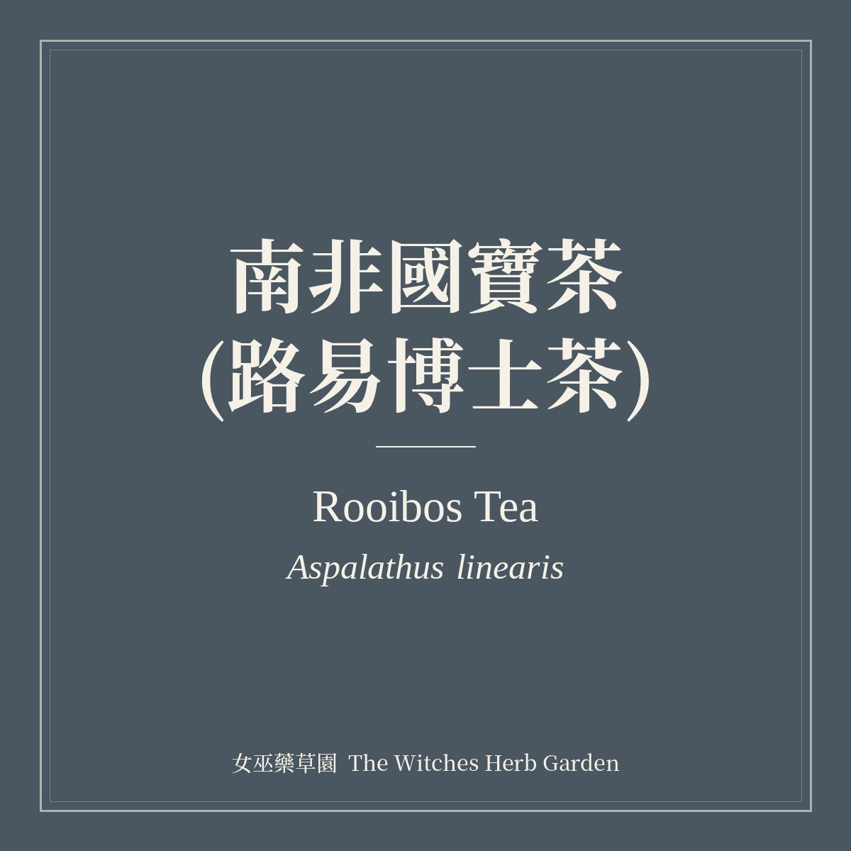 Rooibos Tea 南非國寶茶(路易博士茶) Aspalathus linearis