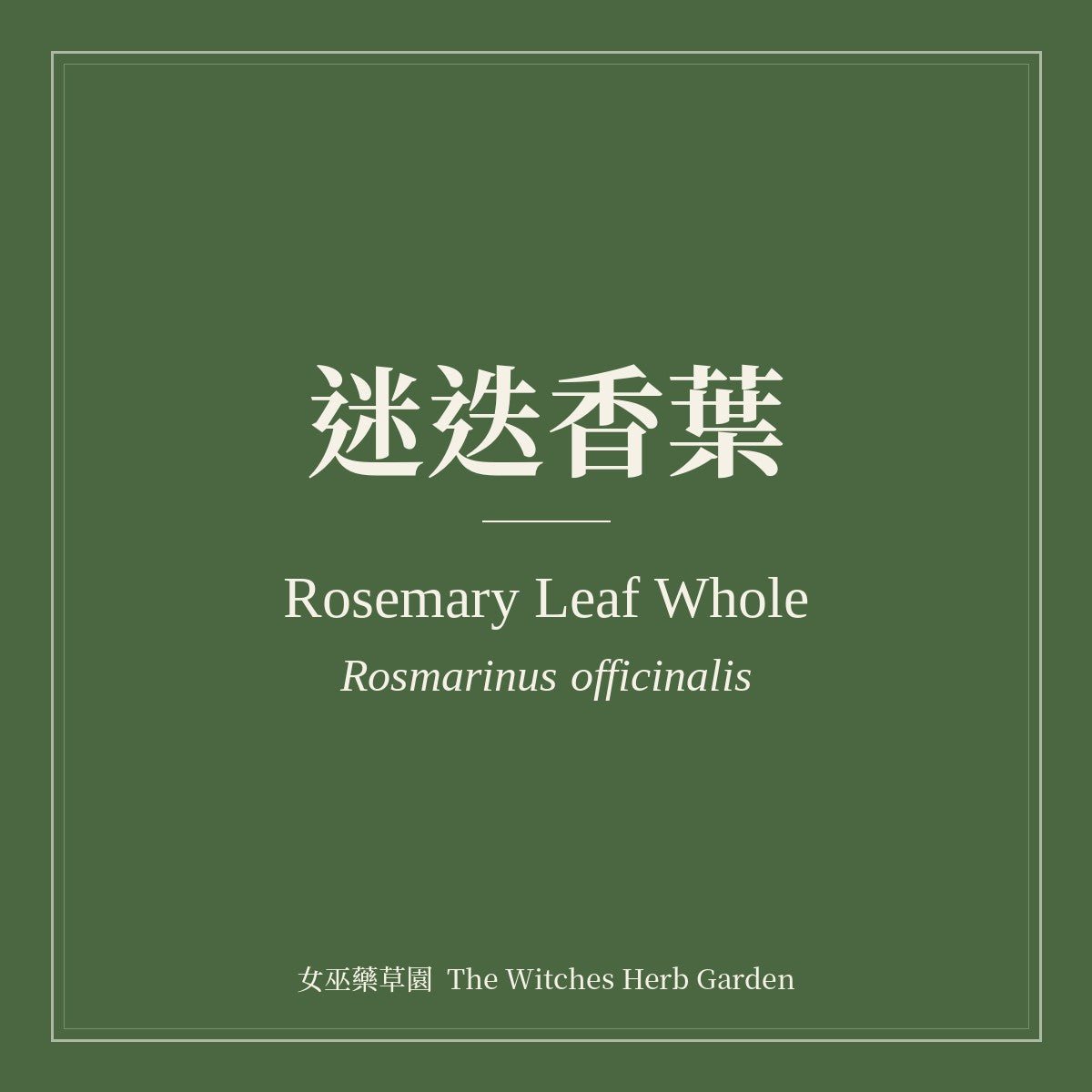 Rosemary Leaf Whole 迷迭香葉 Rosmarinus officinalis