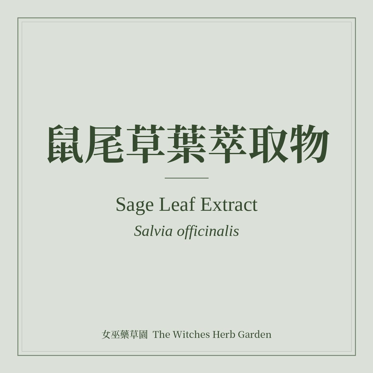 Sage Leaf Extract 鼠尾草葉萃取物 Salvia officinalis