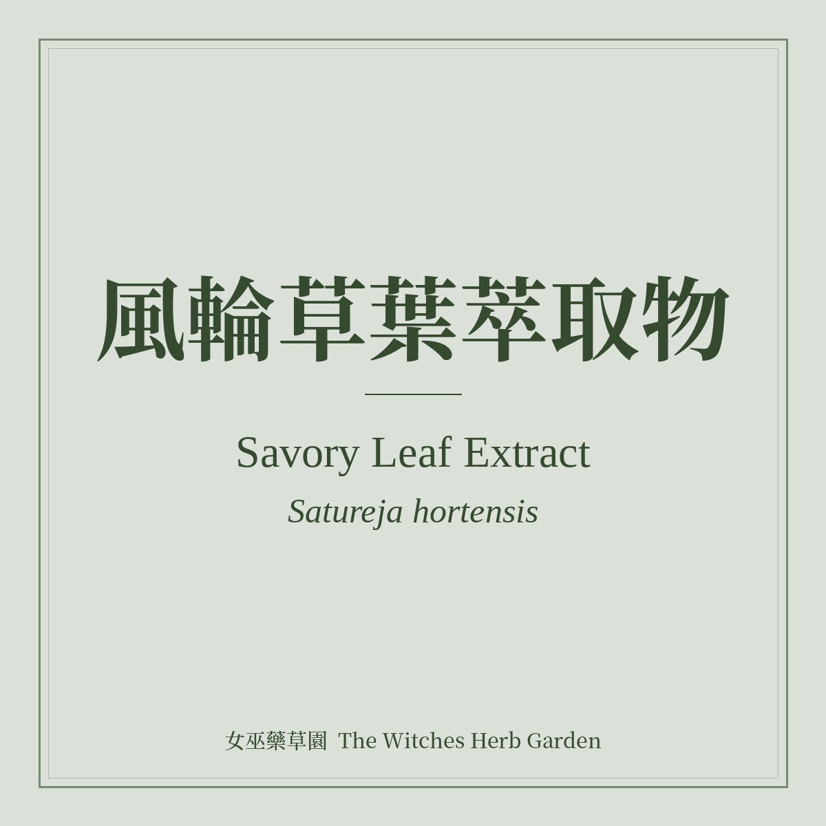 Savory Leaf Extract Satureja hortensis