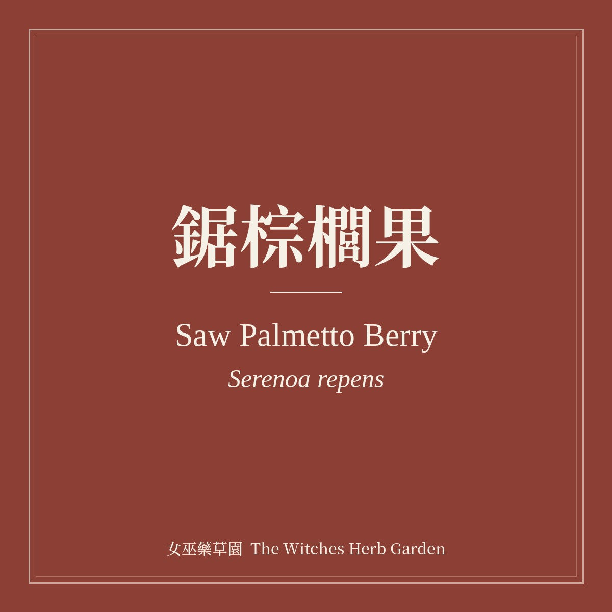 Saw Palmetto Berry 鋸棕櫚果 Serenoa repens