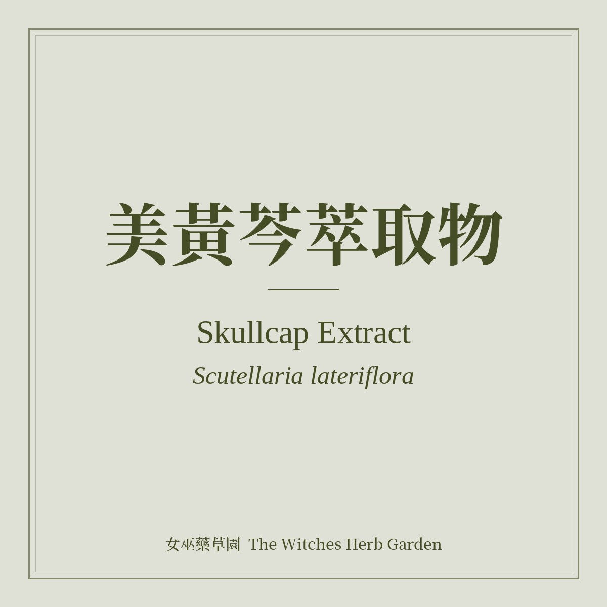 Skullcap Extract 美黃芩萃取物 Scutellaria lateriflora