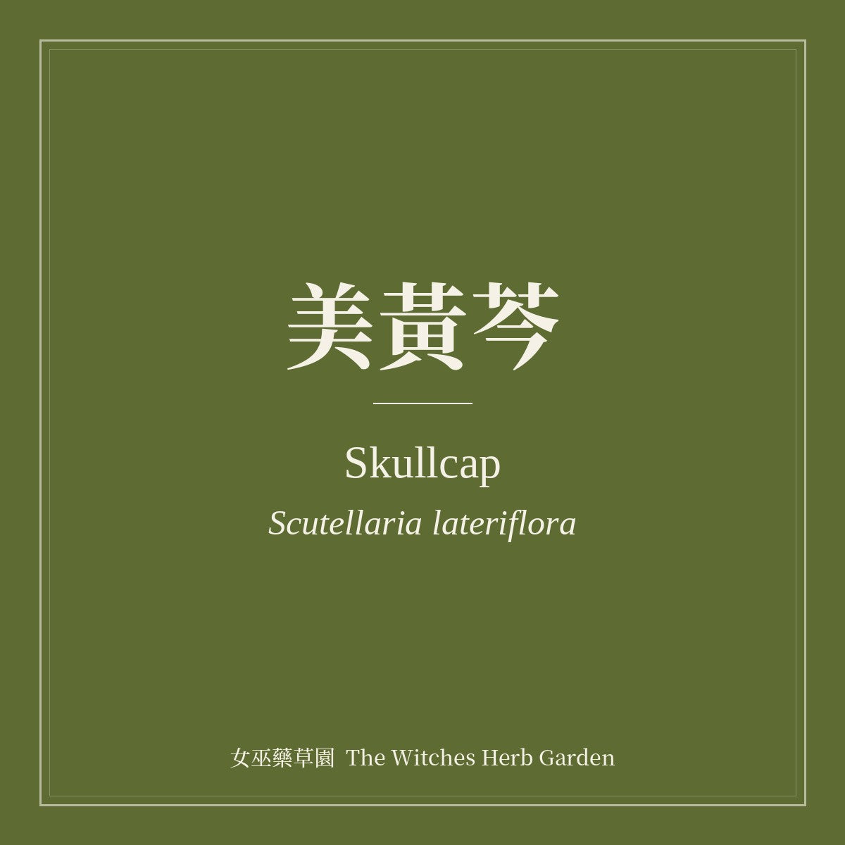 Skullcap 美黃芩 Scutellaria lateriflora