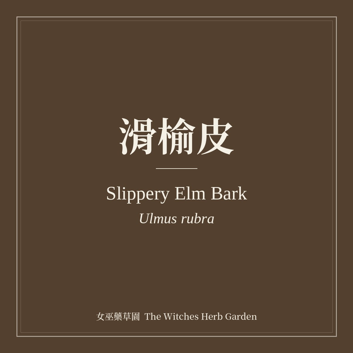 Slippery Elm Bark 滑榆皮 Ulmus rubra