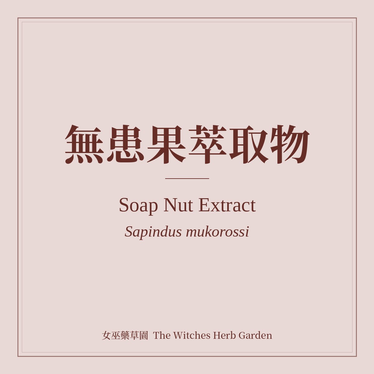 Soap Nut Extract 無患果萃取物 Sapindus mukorossi