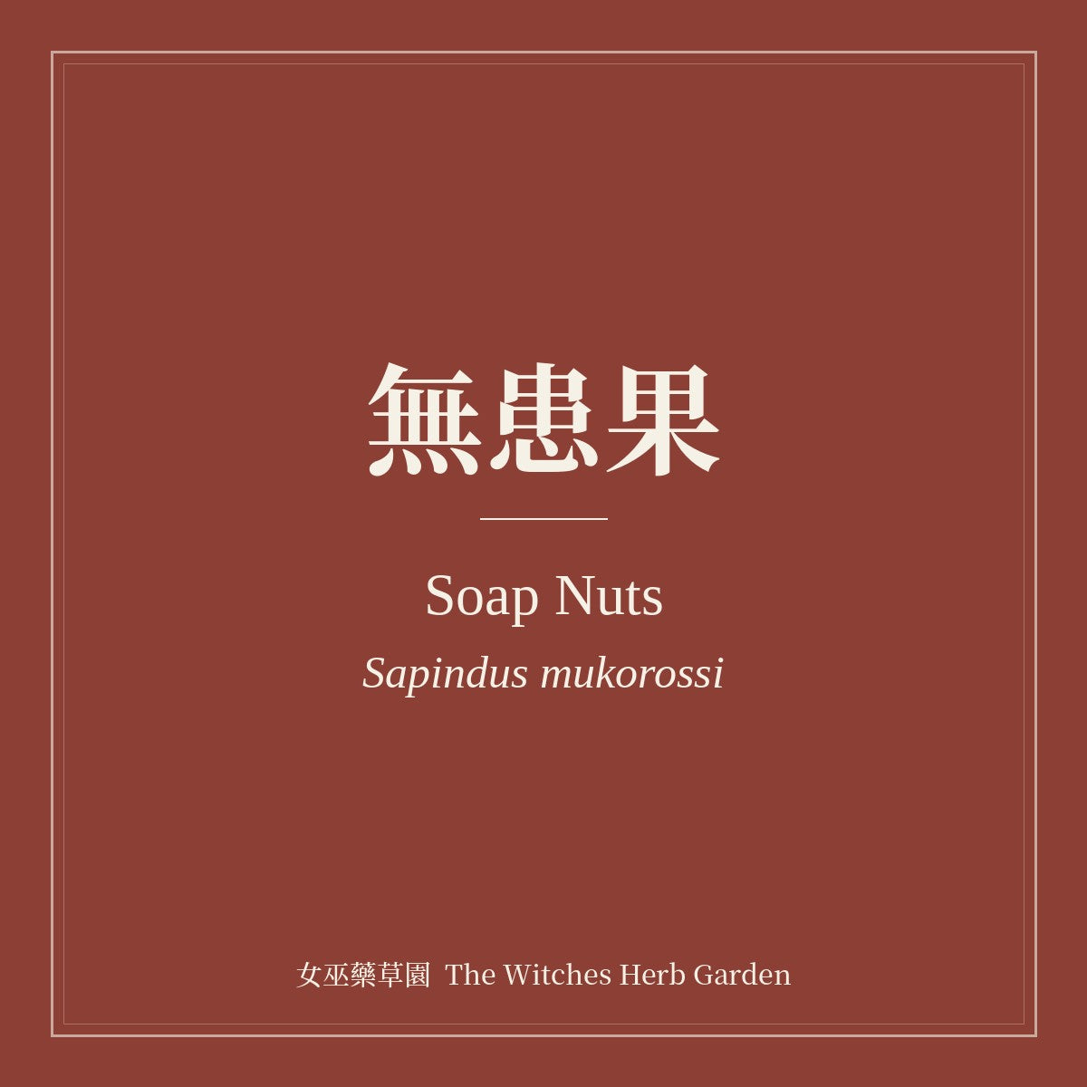 Soap Nuts 無患果 Sapindus mukorossi