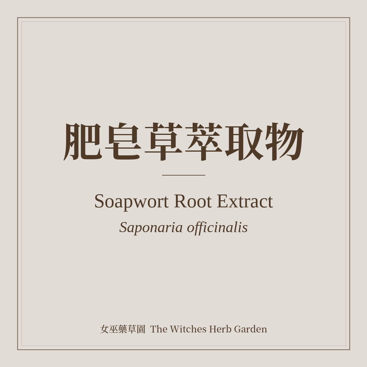 Soapwort Root Extract 肥皂草萃取物 Saponaria officinalis
