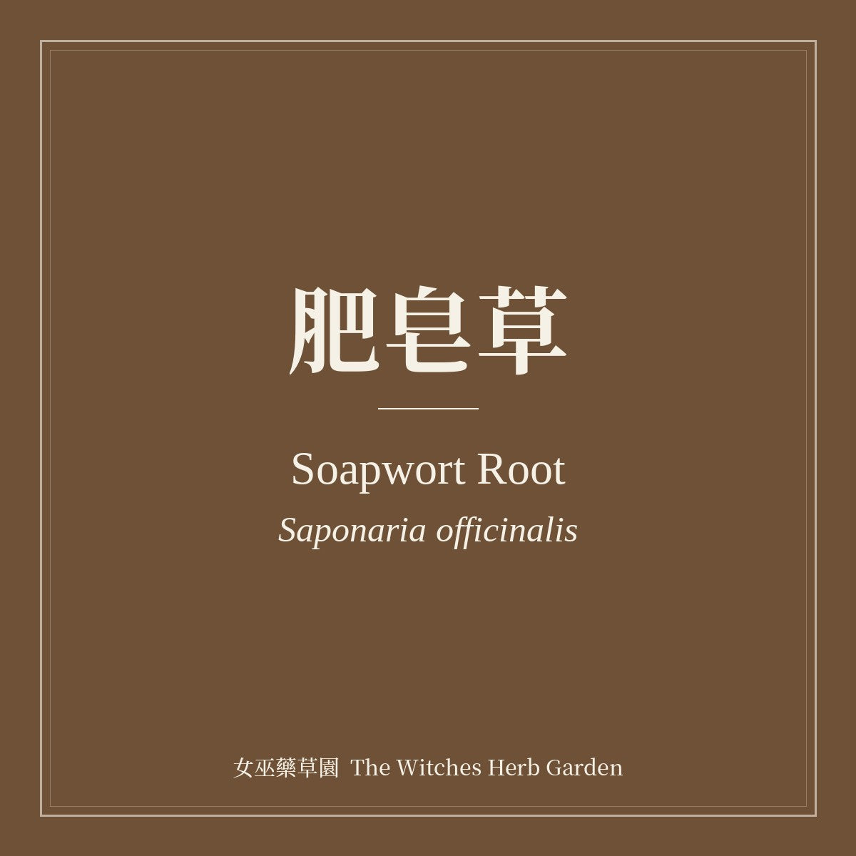 Soapwort Root 肥皂草 Saponaria officinalis