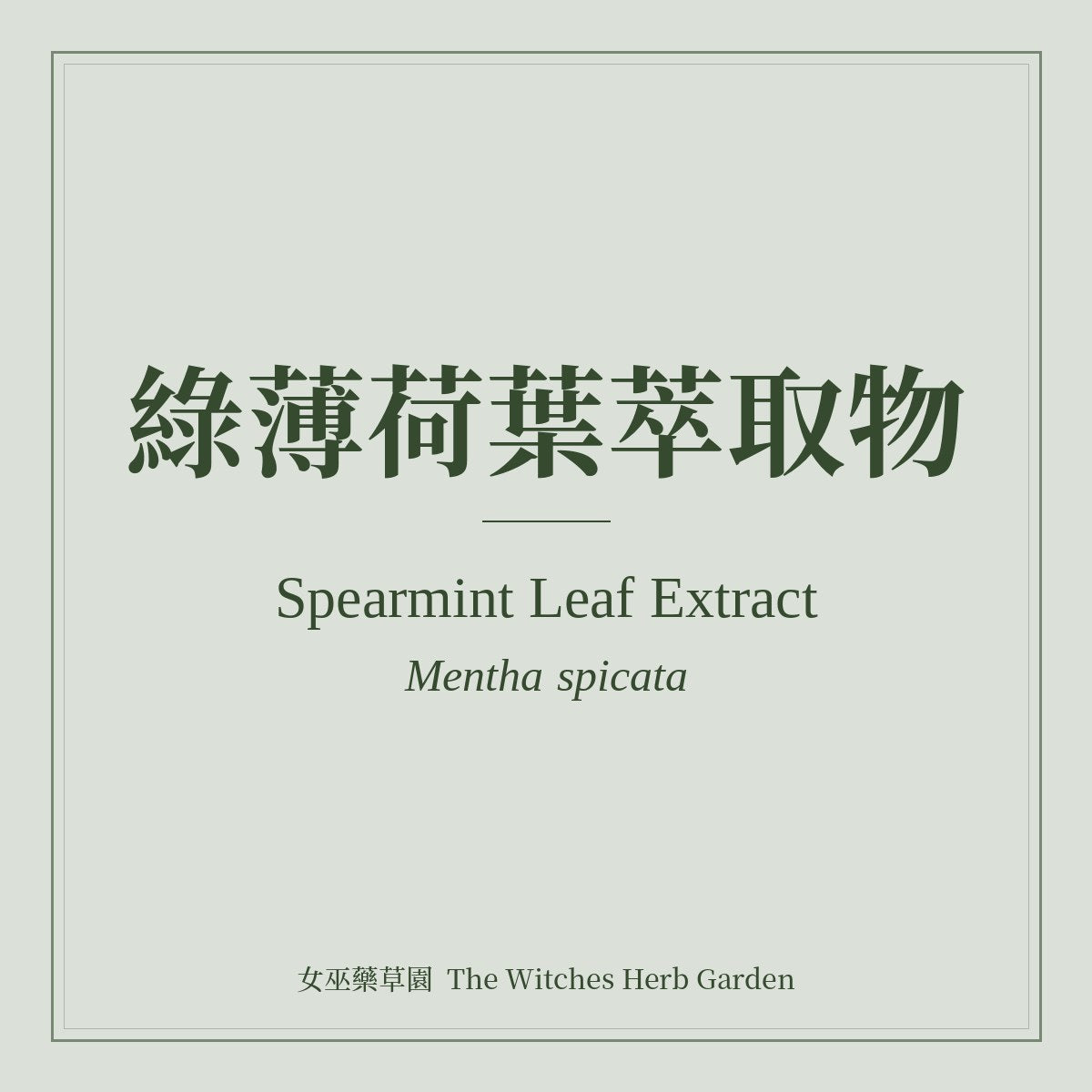 Spearmint Leaf Extract Mentha spicata
