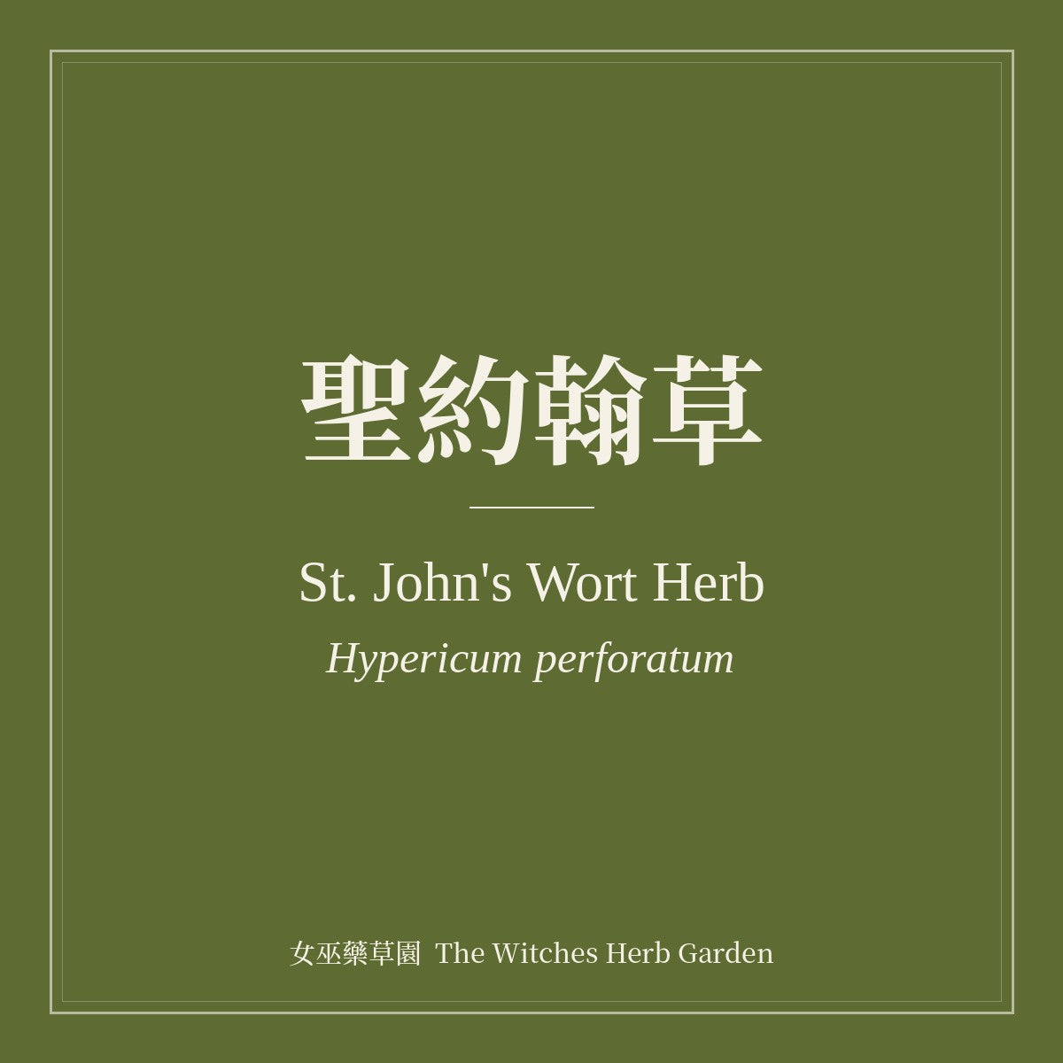 St. John's Wort Herb 聖約翰草 Hypericum perforatum