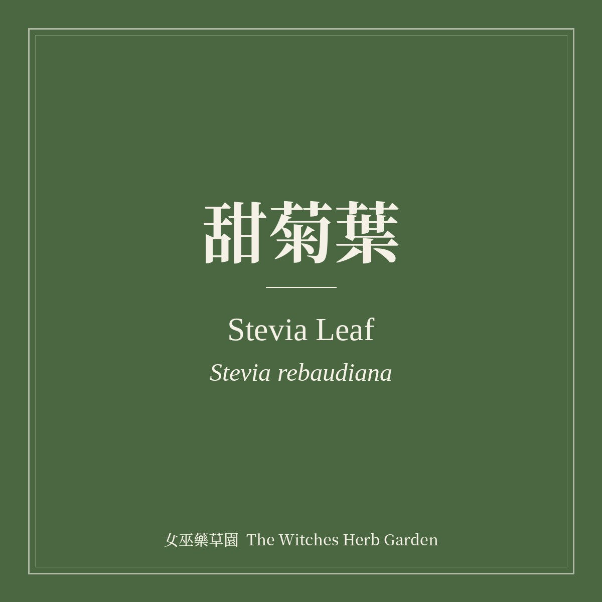 Stevia Leaf 甜菊葉 Stevia rebaudiana