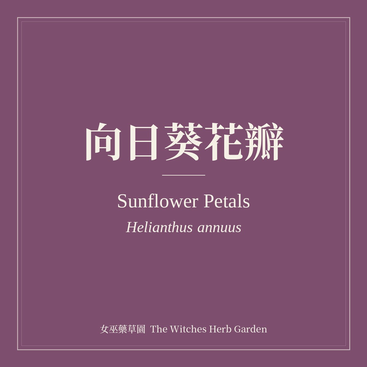 Sunflower Petals 向日葵花瓣 Helianthus annuus