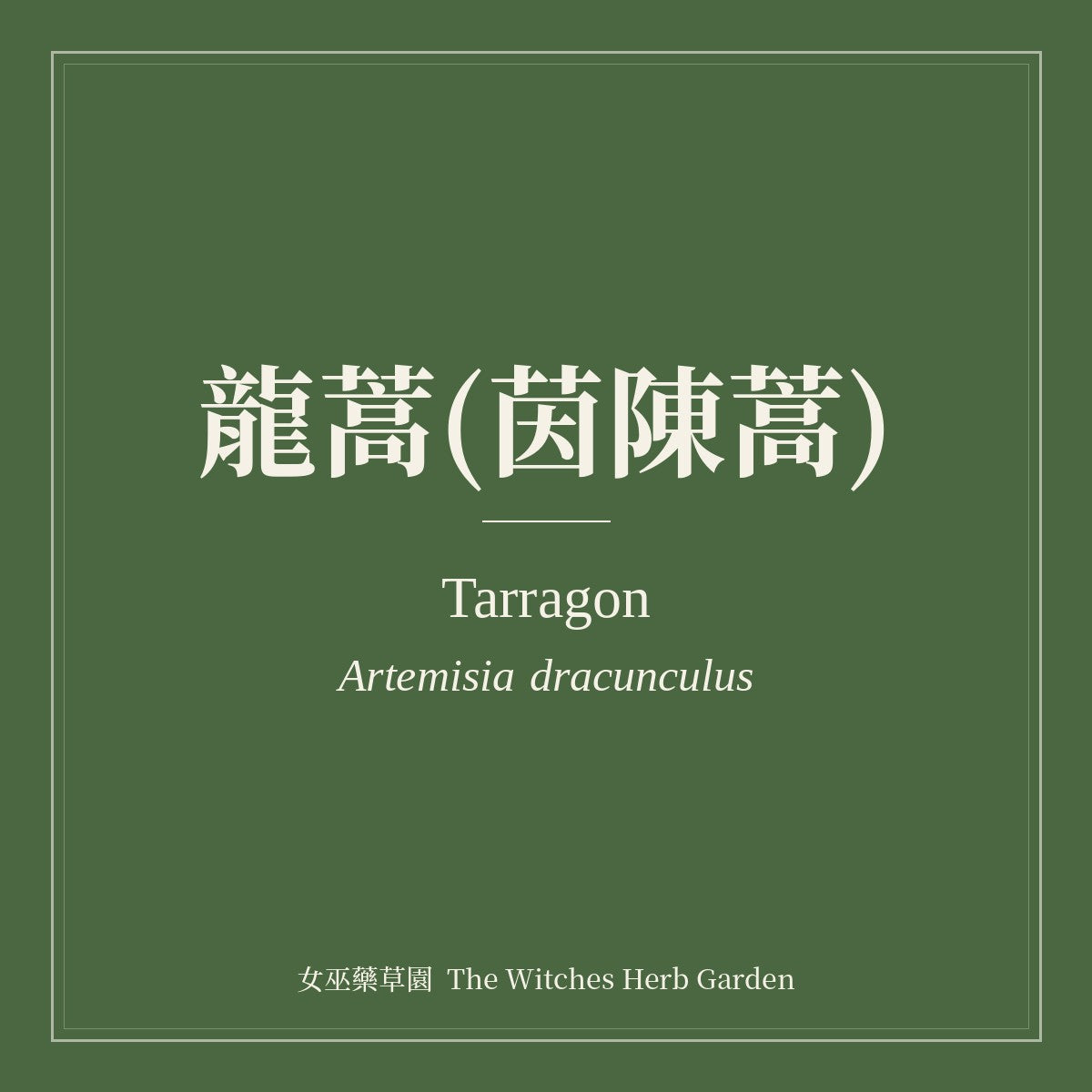 Tarragon 龍蒿(茵陳蒿) Artemisia dracunculus