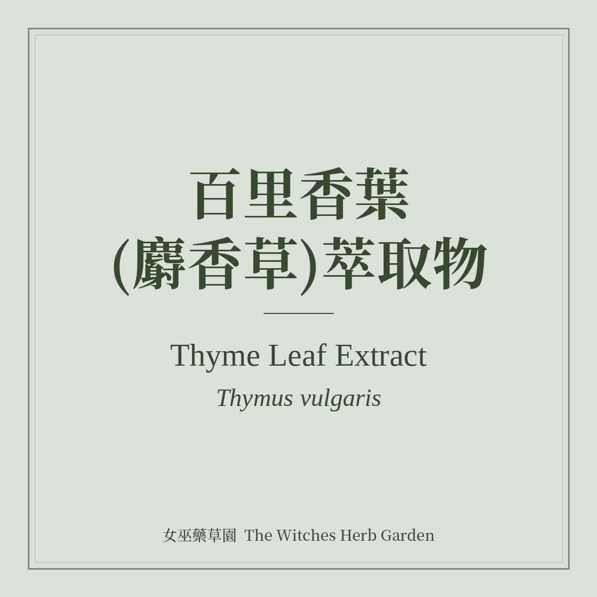 Thyme Leaf Extract 百里香葉(麝香草)萃取物 Thymus vulgaris
