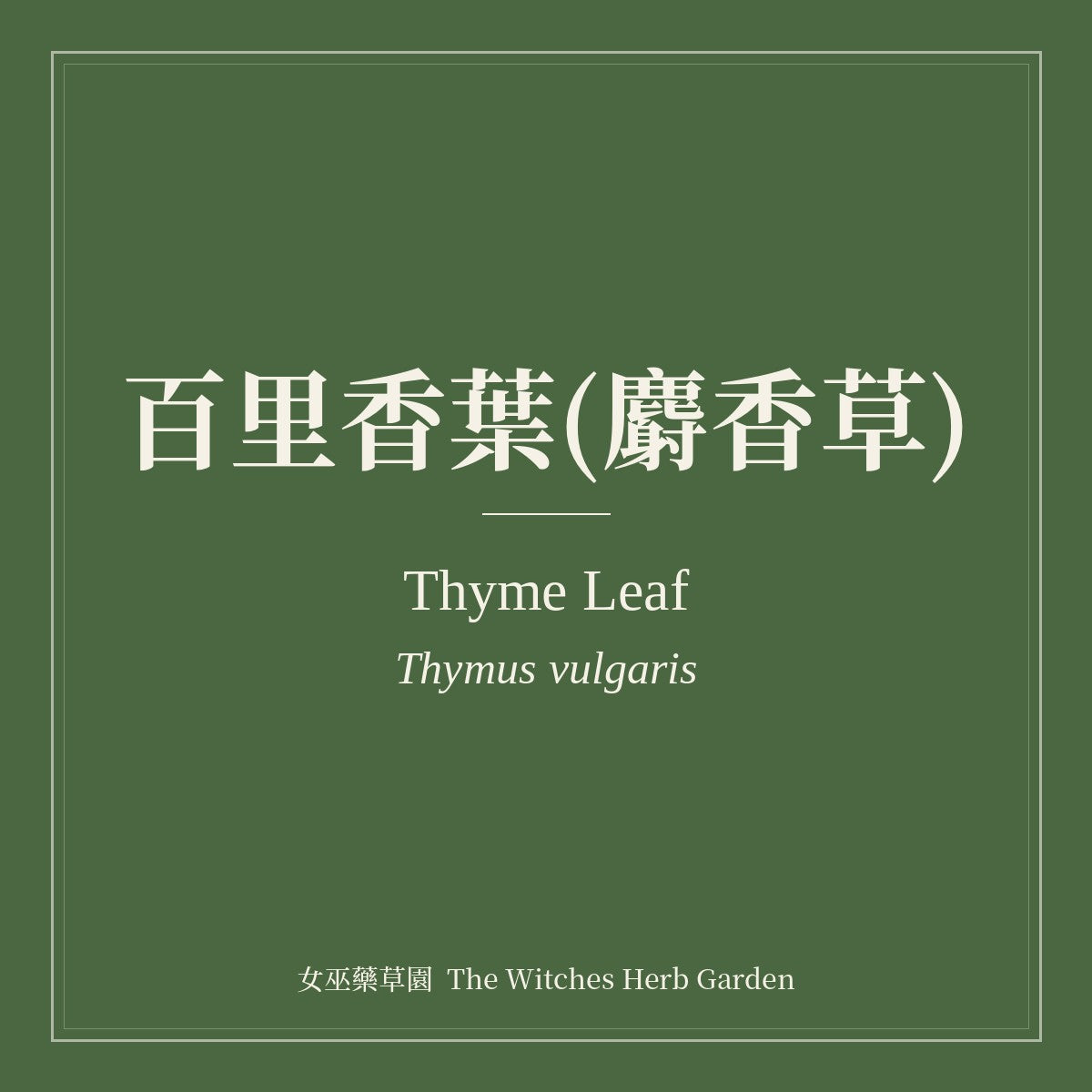 Thyme Leaf Thymus vulgaris