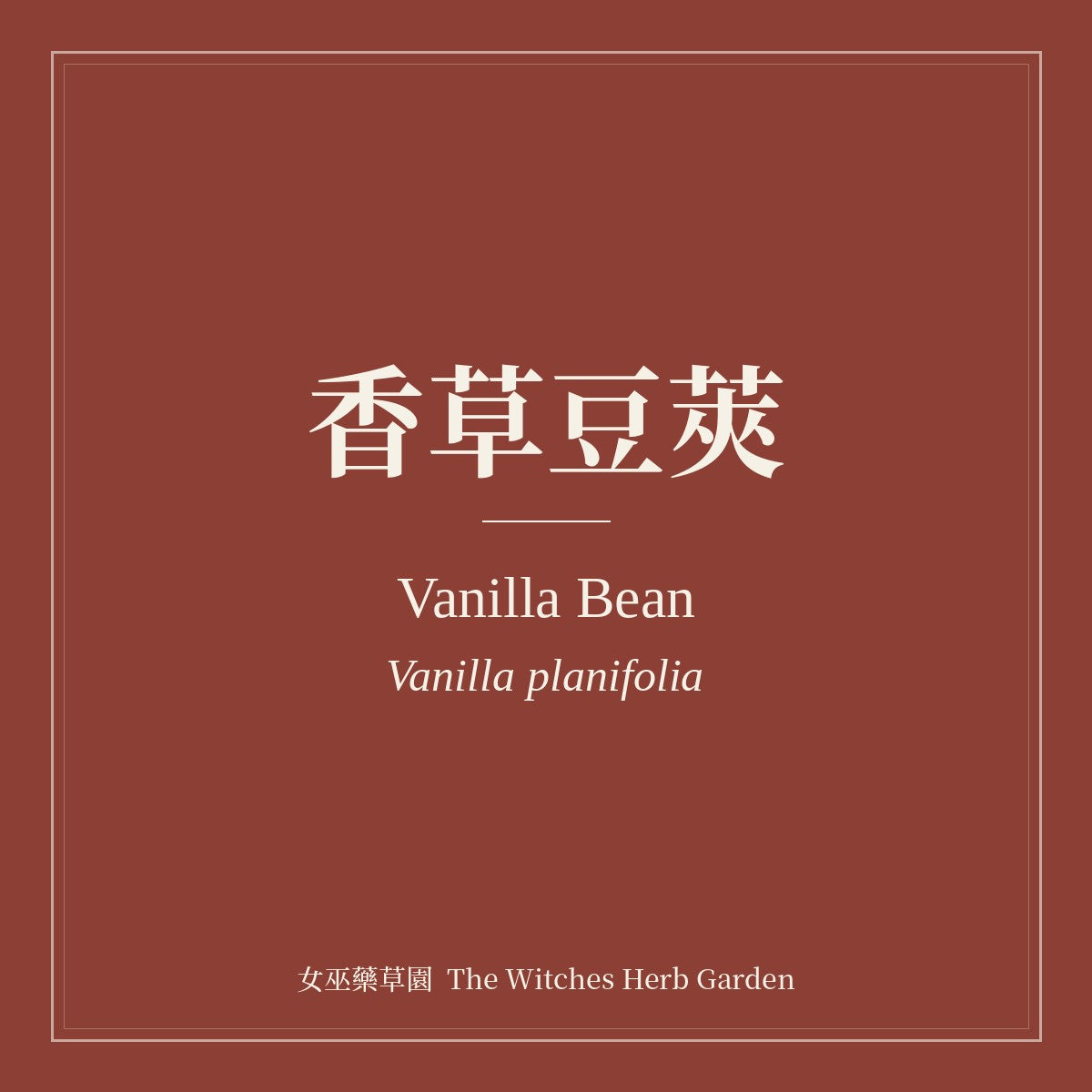 Vanilla Bean 香草豆莢 Vanilla planifolia
