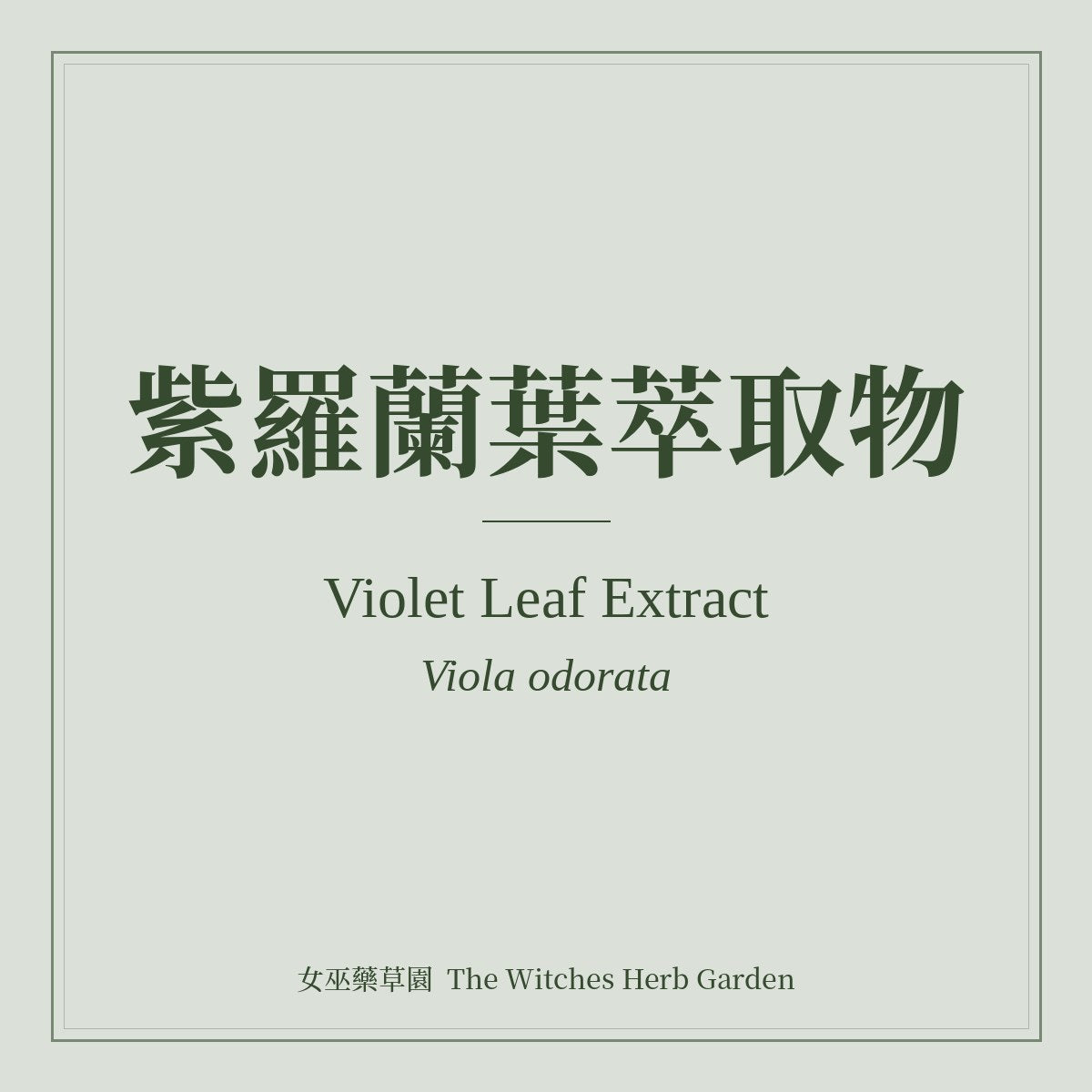 Violet Leaf Extract Viola odorata