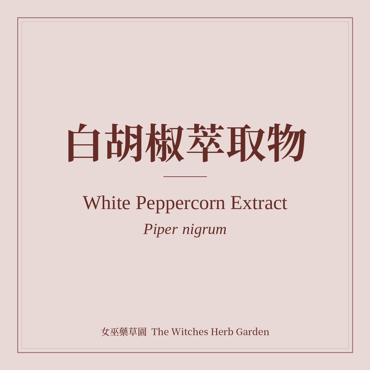White Peppercorn Extract 白胡椒萃取物 Piper nigrum