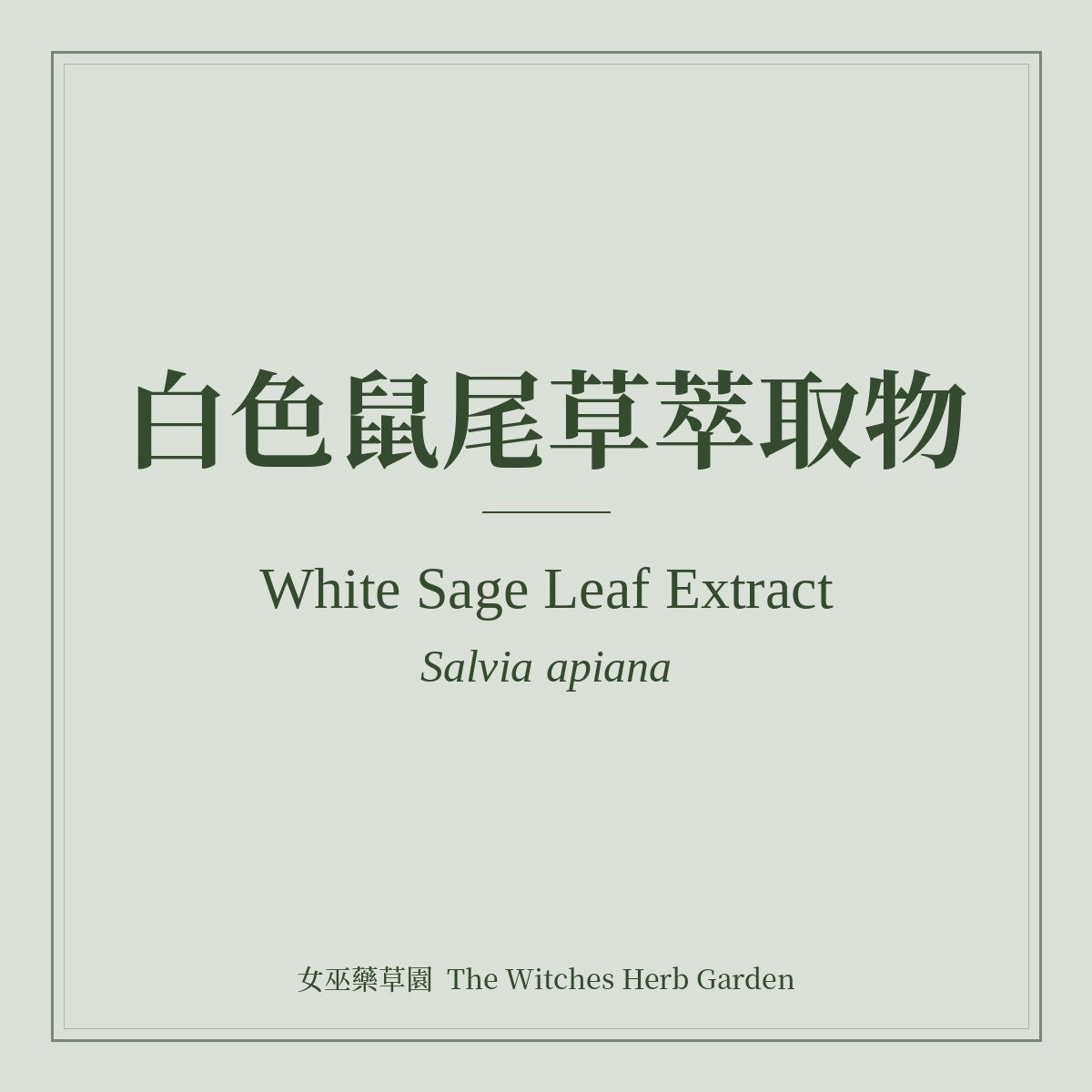 White Sage Leaf Extract 白色鼠尾草萃取物 Salvia apiana