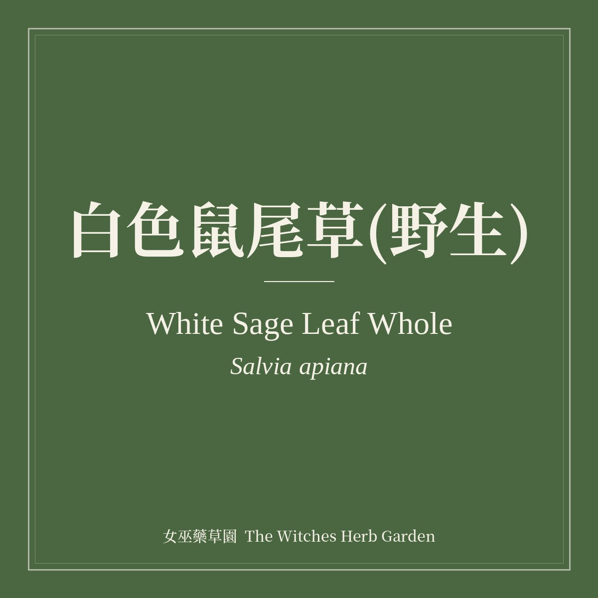 White Sage Leaf Whole 白色鼠尾草(野生) Salvia apiana