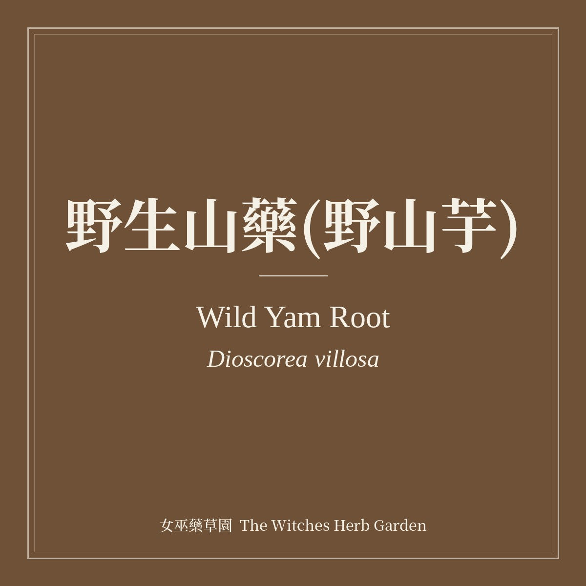 Wild Yam Root 野生山藥(野山芋) Dioscorea villosa