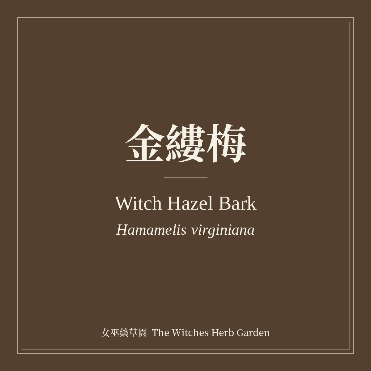 Witch Hazel Bark 金縷梅 Hamamelis virginiana