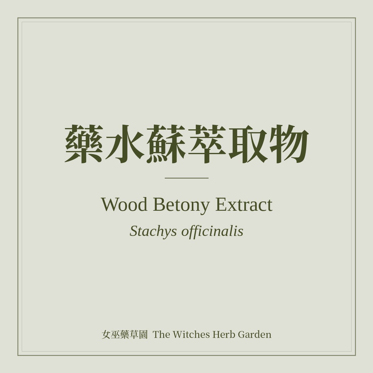 Wood Betony Extract Stachys officinalis