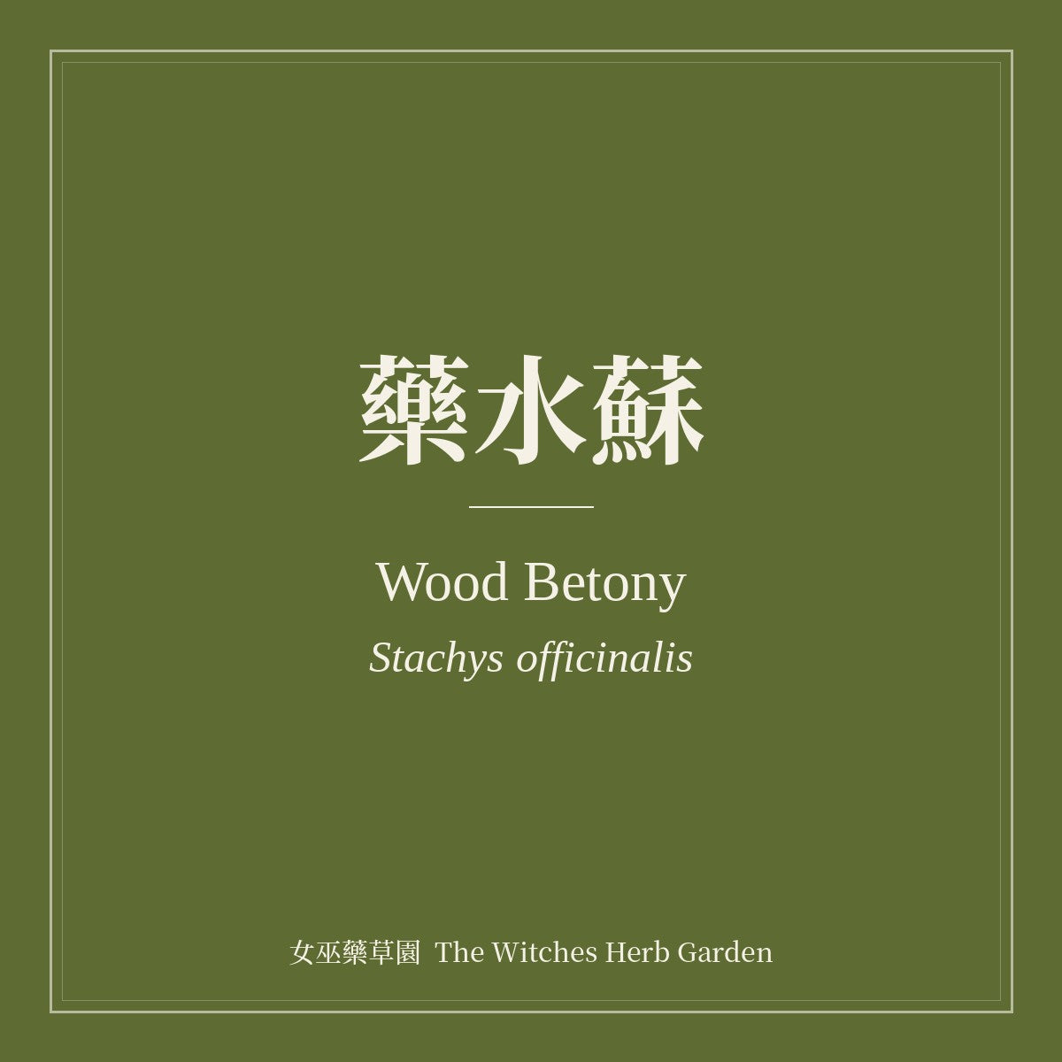Wood Betony Stachys officinalis