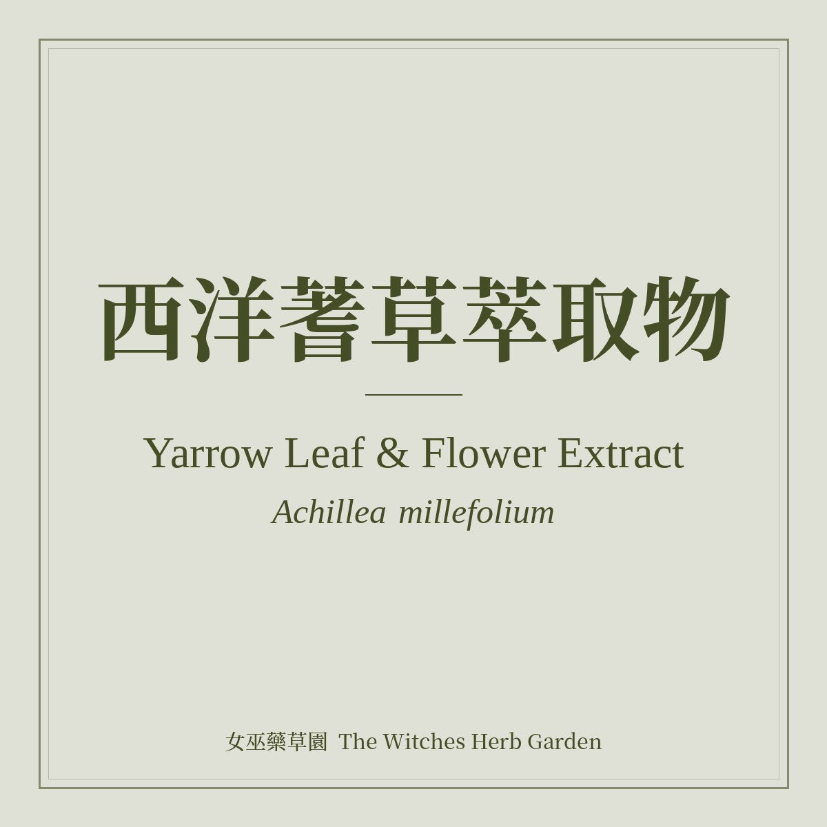 Yarrow Leaf & Flower Extract 西洋蓍草萃取物 Achillea millefolium